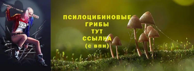 Галлюциногенные грибы MAGIC MUSHROOMS  Сорск 